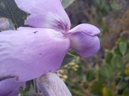 Podalyria calyptrata flower and other parts